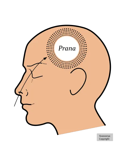 Nasya (Nasal Therapy)