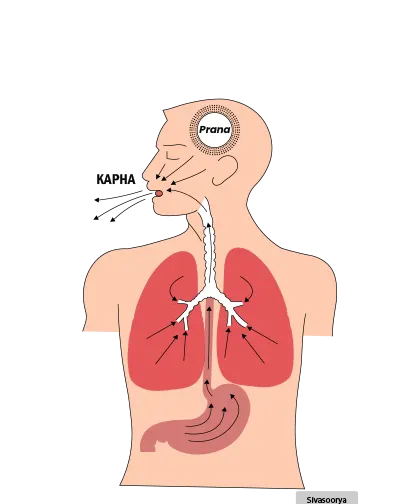 Vamana (Therapeutic Emesis)