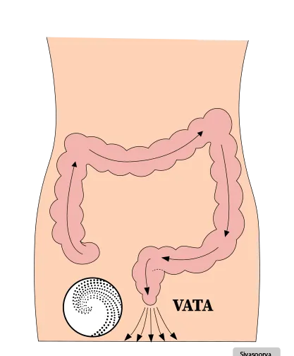 Vasti (Medicated Enema)